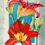 Illustrated Daylilies